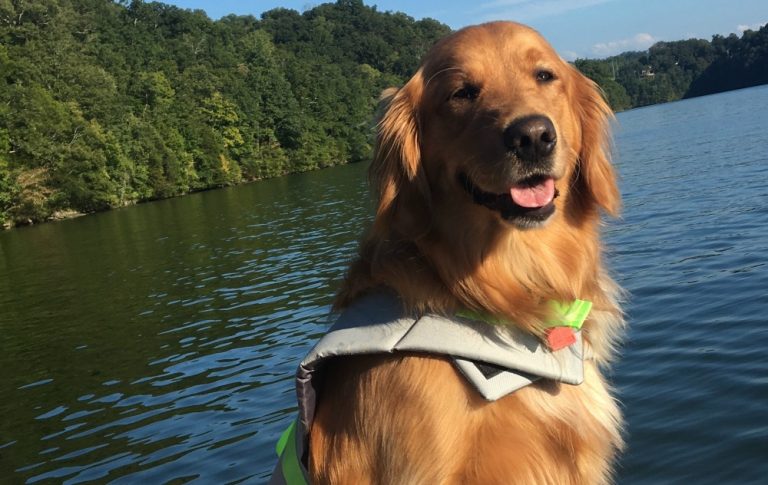 Golden Retriever Poisoned After Eating Thanksgiving Bread Rolls Great 