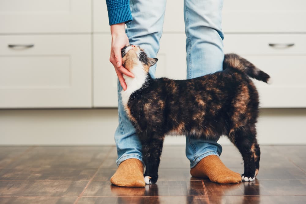 Immune Support for Cats: 6 Supplements to Consider Immune Support for Cats: 6 Supplements to Consider