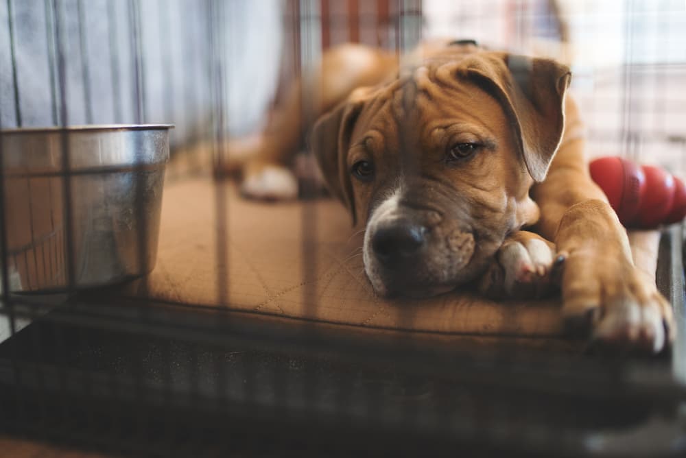 Cute dog sleeping in crate