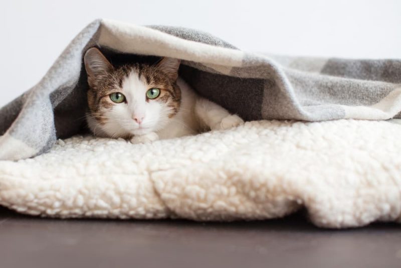How to Keep Cats Warm in Winter Great Pet Care
