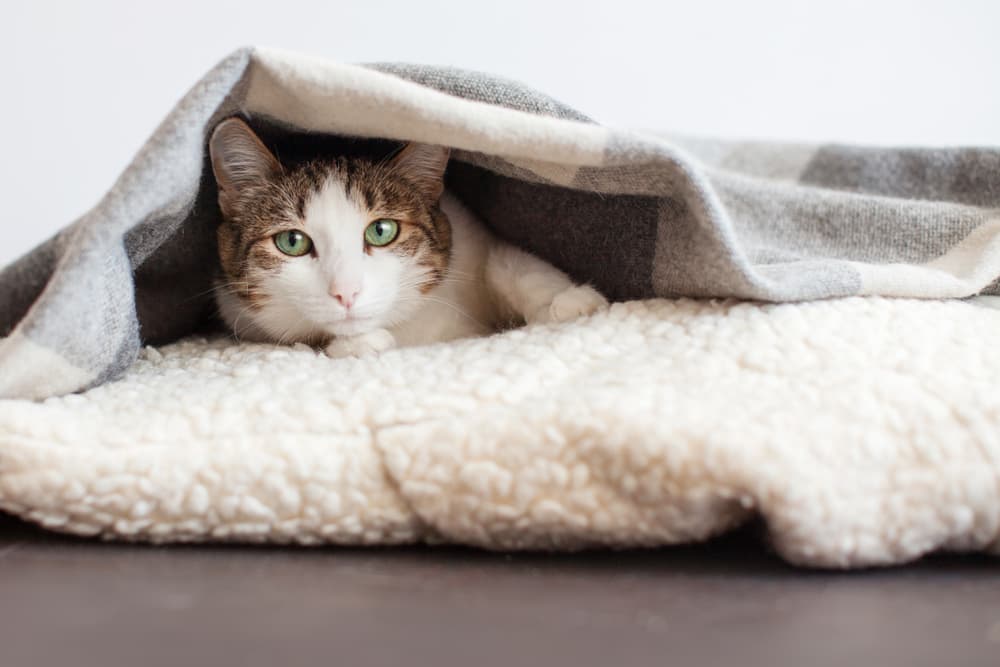 Cat on heated bed under blanket