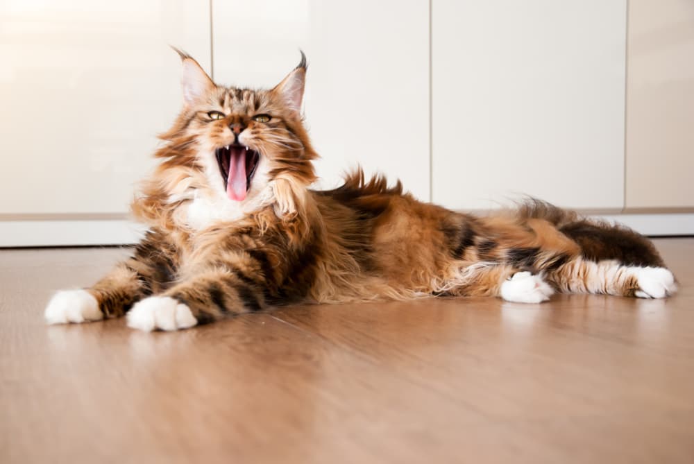 Main Coon cat meowing