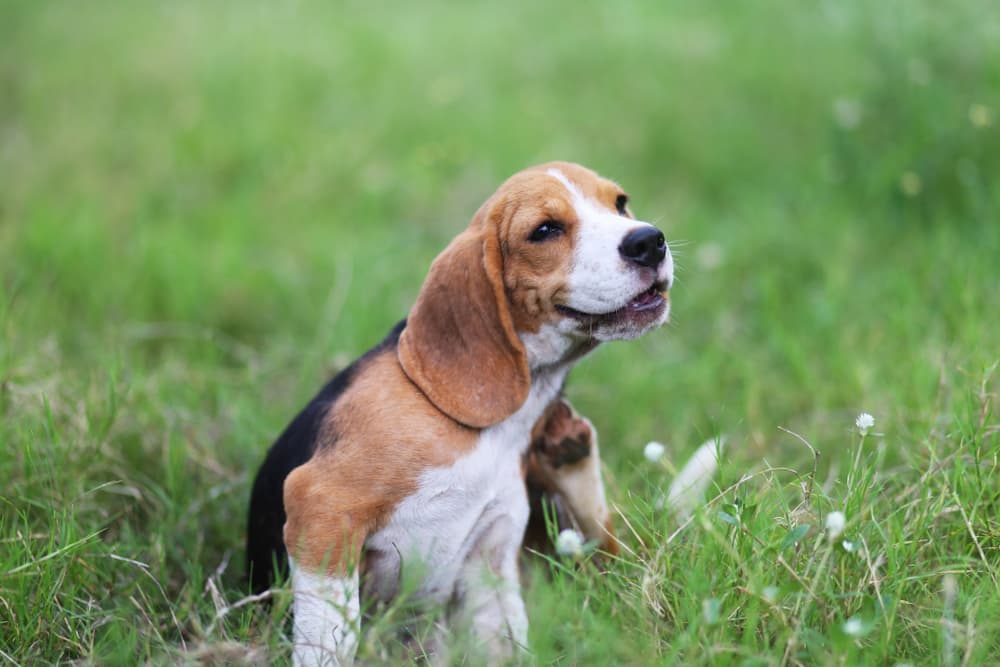 Beagle scratching and itching