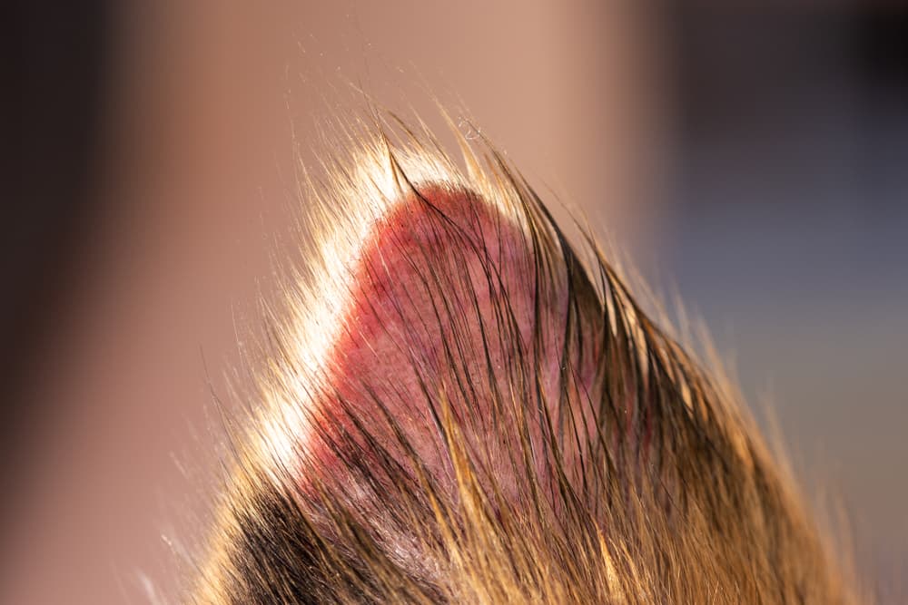 Dog losing hair on hot sale ears