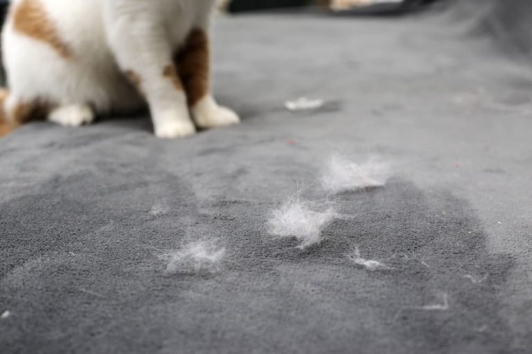 Why Is My Cat Shedding So Much? Great Pet Care