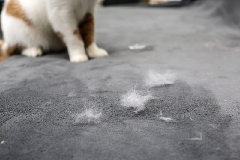 Why Is My Cat Shedding So Much? Great Pet Care