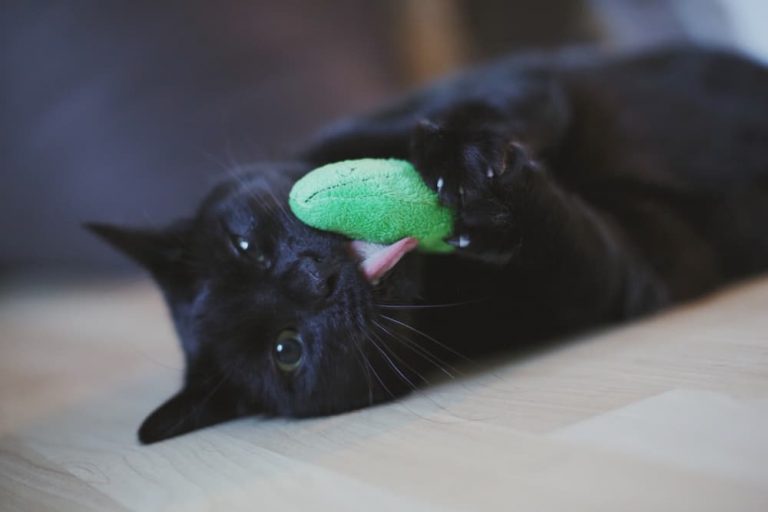 Cat with silver vine toy