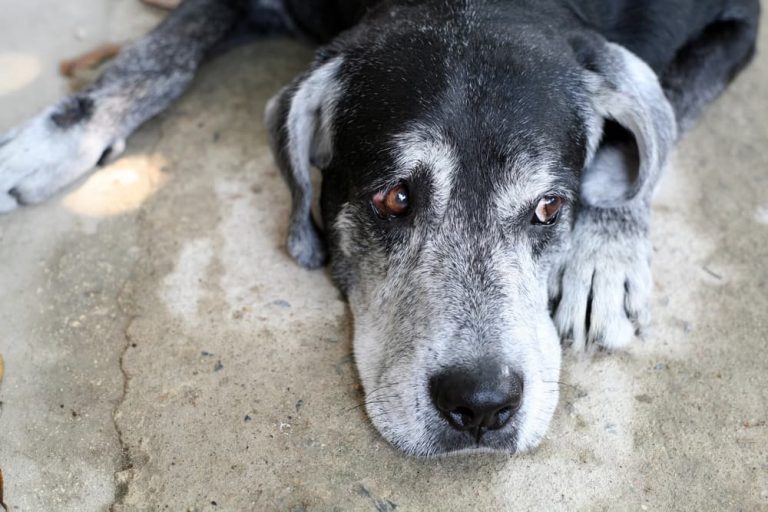 How to Make a Dog Poop Quickly 6 Helpful Methods Great Pet Care