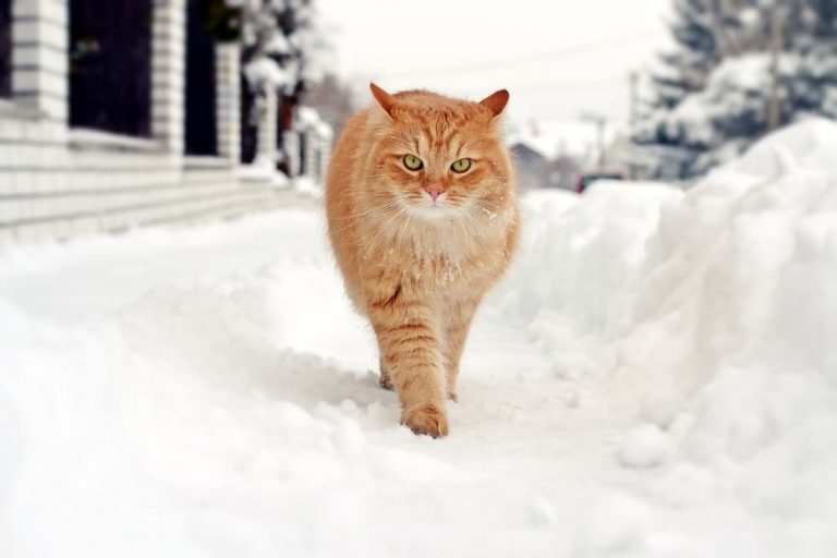 How to Keep Cats Warm in Winter Great Pet Care