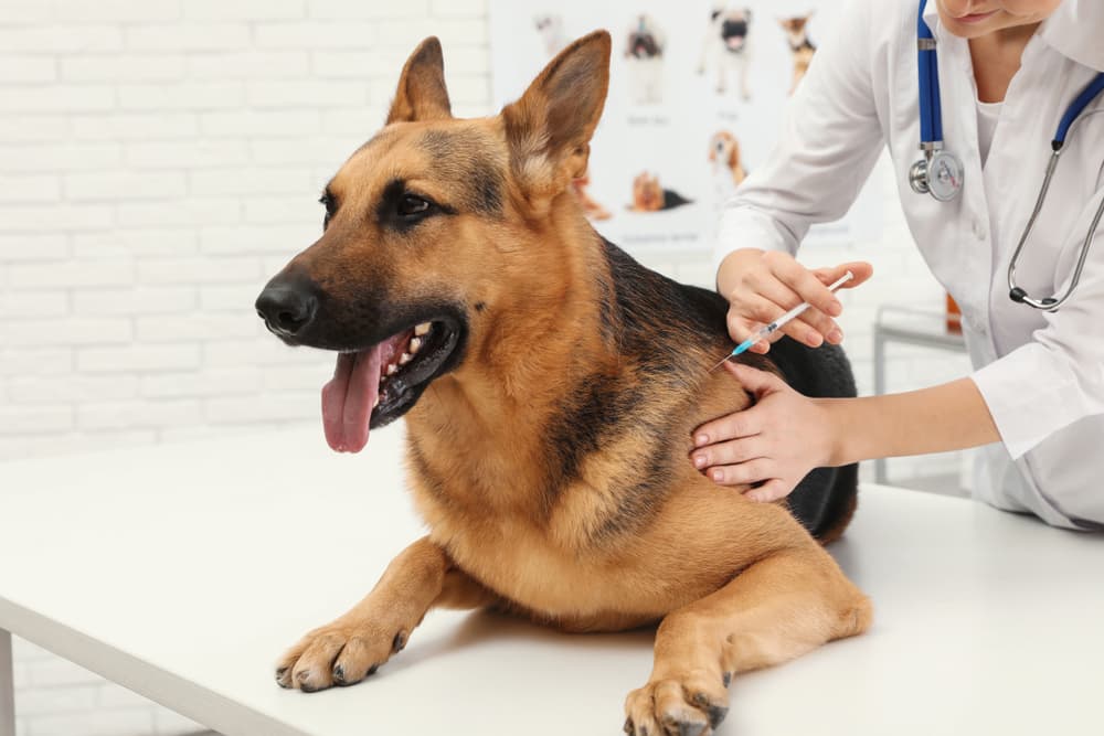 German Shepherd getting vaccinated