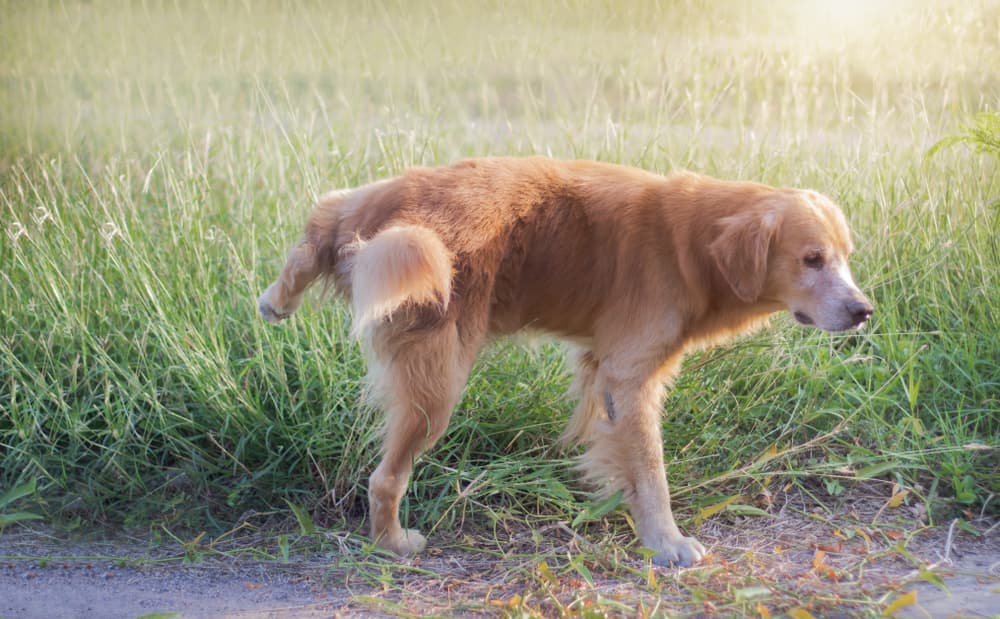 Golden Retriever peeing outside