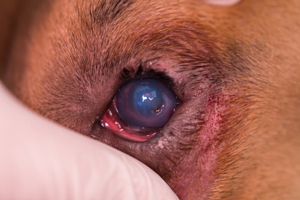 can eye ulcers in dogs heal by themselves