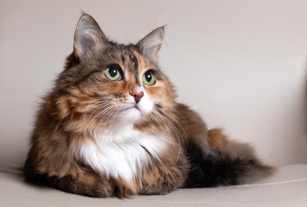 Maine Coon lying down