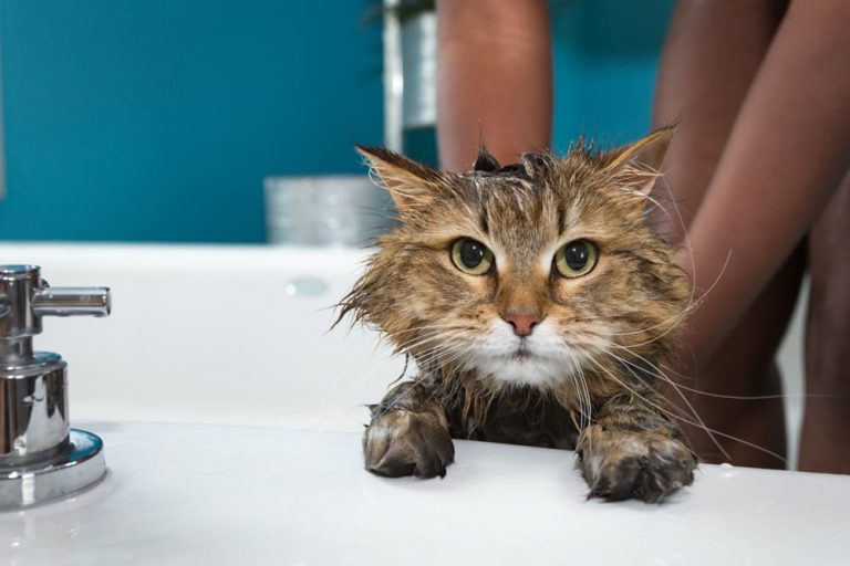 Why Do Cats Hate Water? Great Pet Care