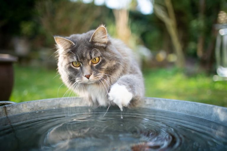 Image showcasing Why Do Cats Hate Water? | Great Pet Care