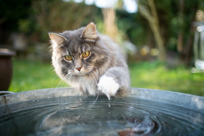 Why Do Cats Hate Water? Great Pet Care