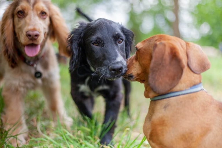 Dogs at daycare facility