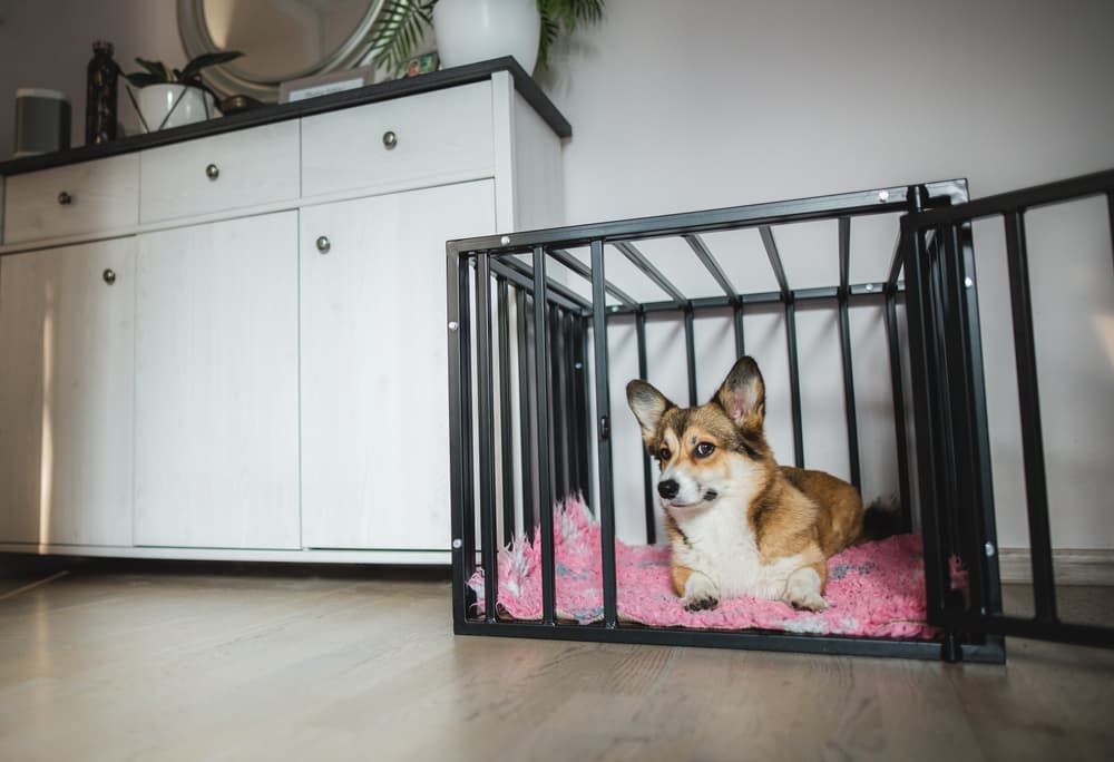 Corgi puppy in a crate