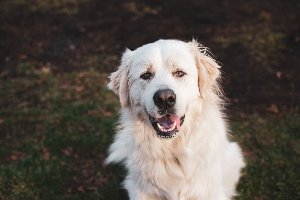 Adult Great Pyrenees dog breed looking at the camera