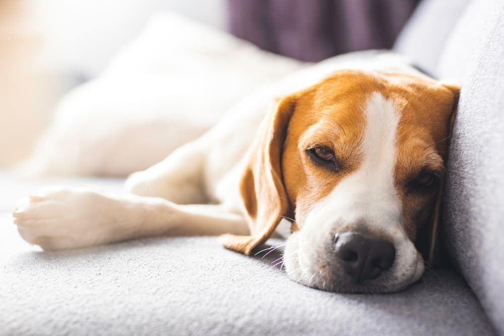 Sick Beagle on sofa