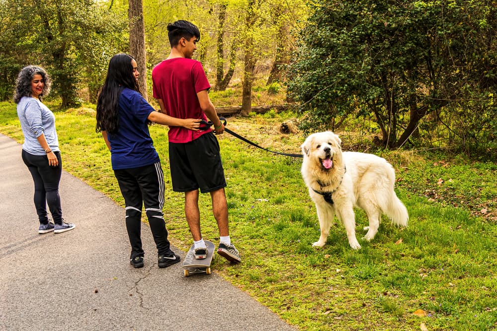 Family walking adult Great Pyrenees dog