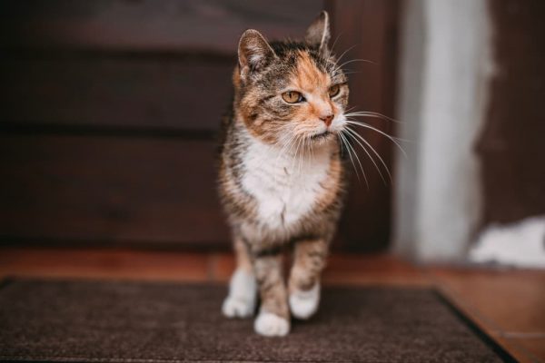 Older Cat Losing Weight: 8 Common Causes | Great Pet Care