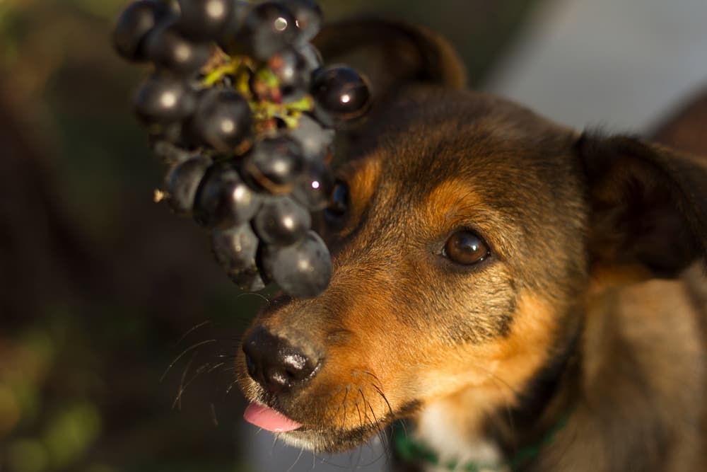 Dog eating grapes