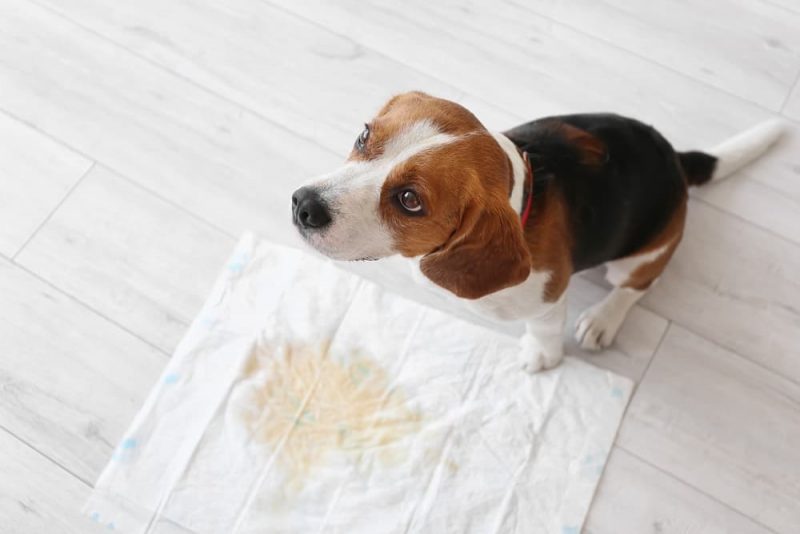 8 Reasons Your Dog Is Peeing A Lot Great Pet Care