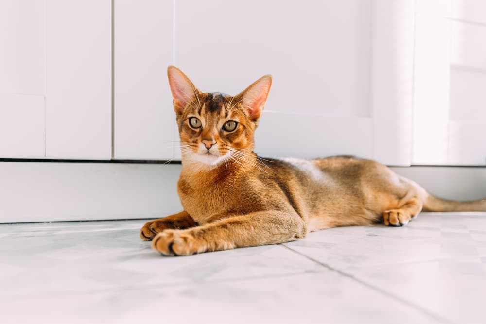 Cat losing store hair and weight