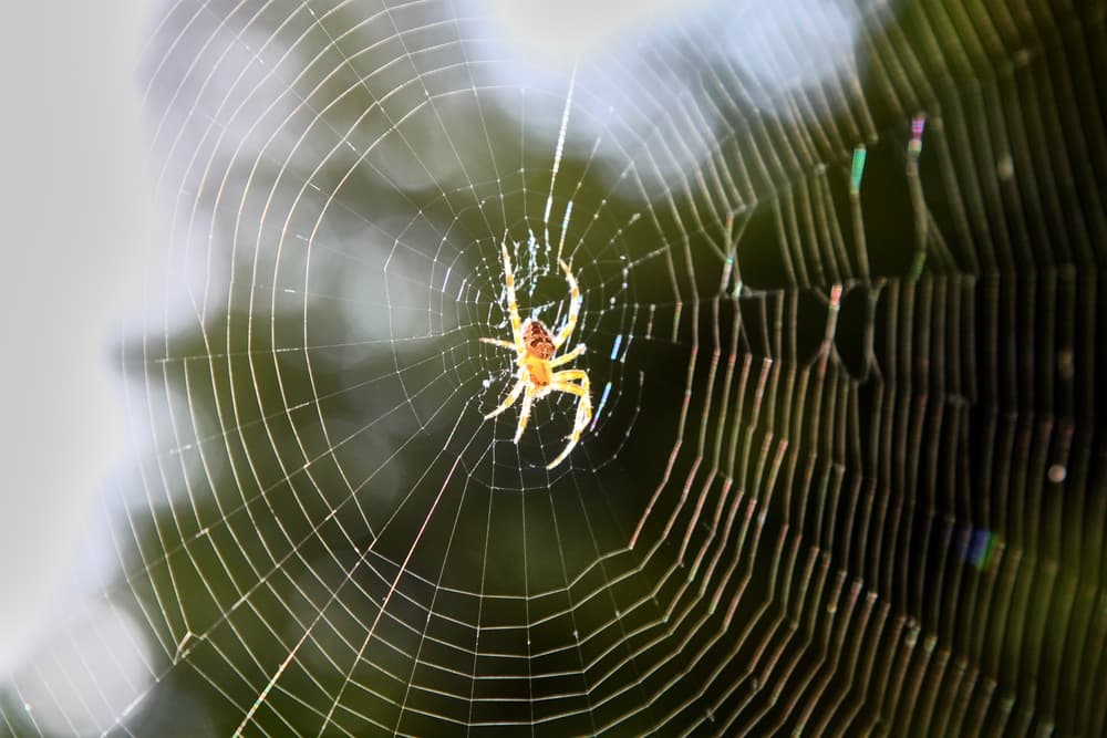 Spider in a web