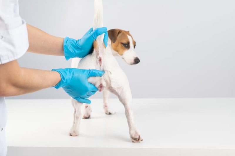 Rectal Prolapse in Dogs Great Pet Care
