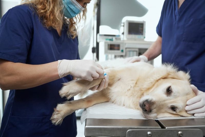 Kidney Disease in Dogs Great Pet Care
