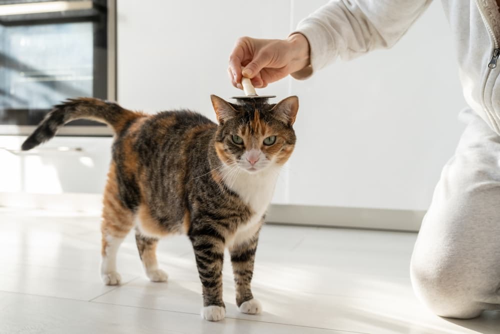 person brushing cat