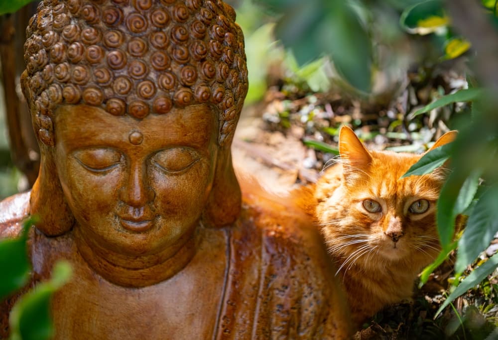 Orange cat with Buddhist statue