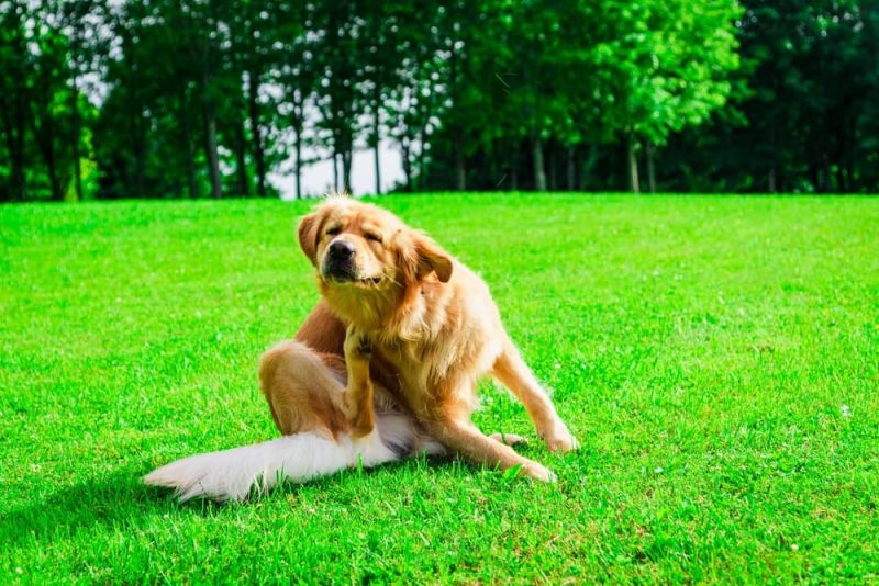 Why Is My Dog Itching So Much? Great Pet Care