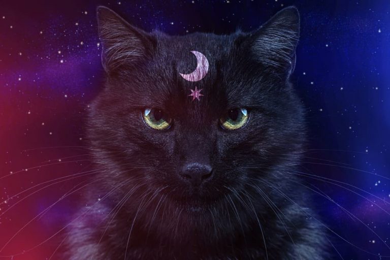 Image of spiritual black cat