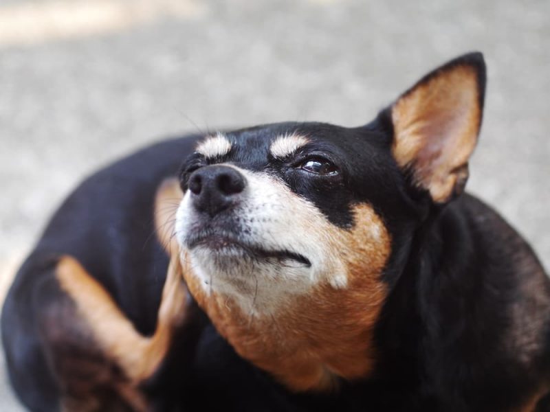 5 Reasons Your Dog Has Itchy Ears Great Pet Care