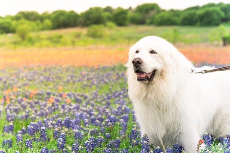 Great Pyrenees Great Pet Care