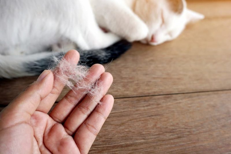 Why Is My Cat Shedding So Much? Great Pet Care
