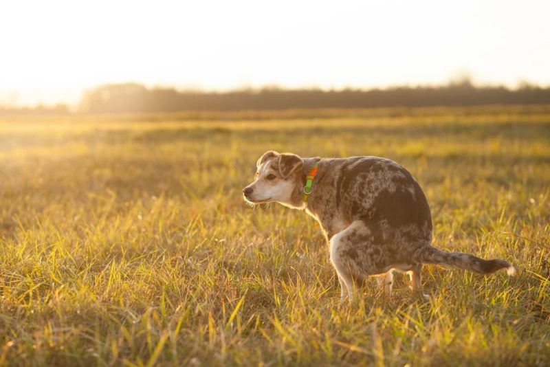 Image showcasing Rectal Prolapse in Dogs | Great Pet Care