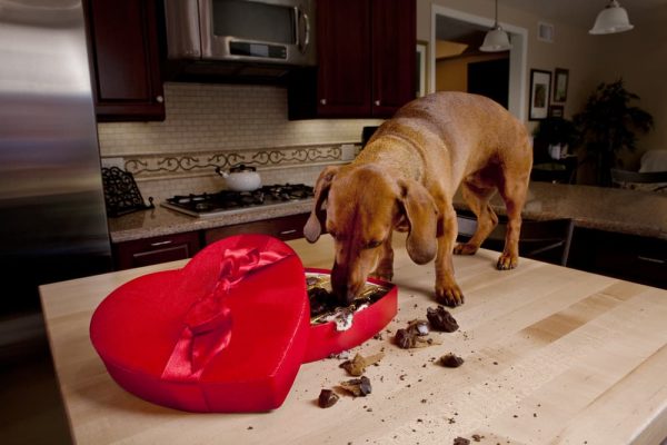 A closer look at Is Chocolate Bad For Dog Oral Health Issues