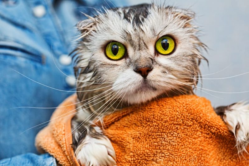 Why Do Cats Hate Water? Great Pet Care