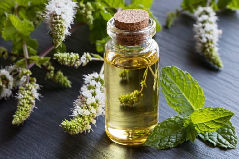 Peppermint oil 2025 for dogs skin