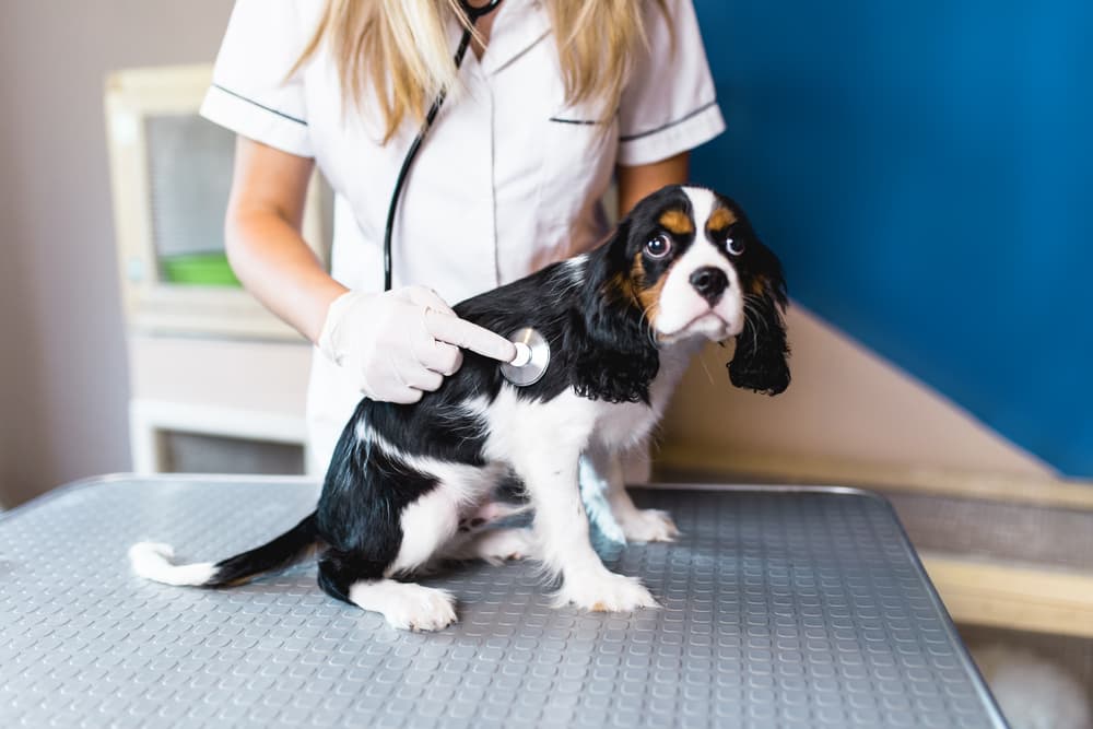 Cavalier King Charles Spaniel getting checked at the vet