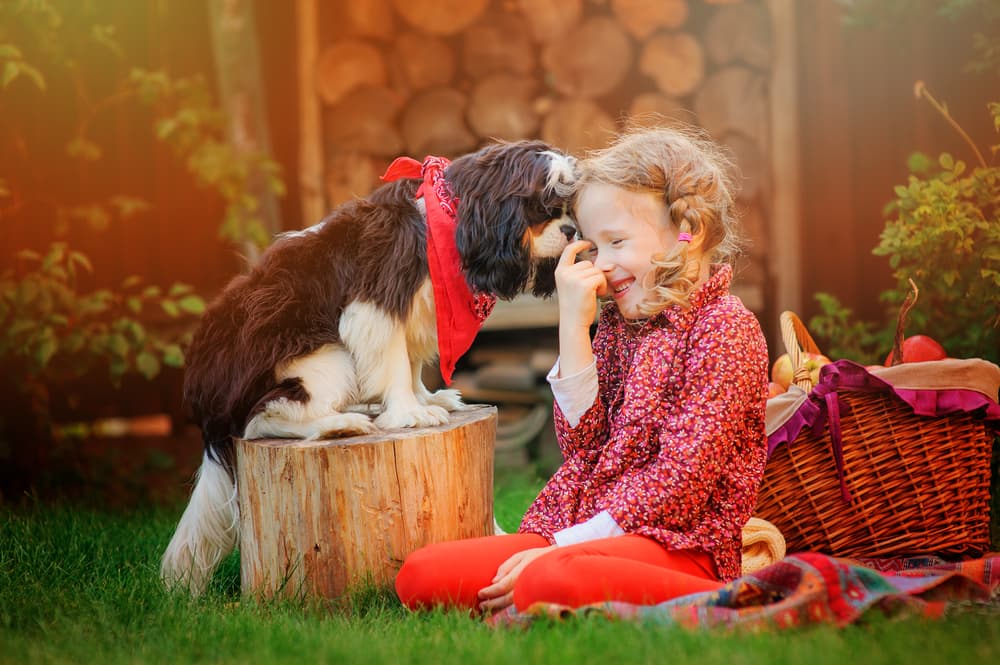 Adult Cavalier King Charles Spaniel sitting next to a little girl