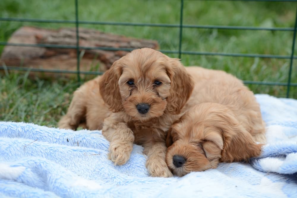 Two Cockapoo puppies from a reputable breeder