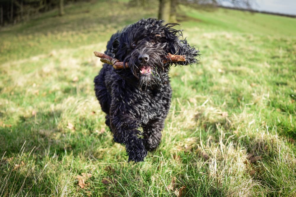 Black Cockapoo running with a stick in his mouth