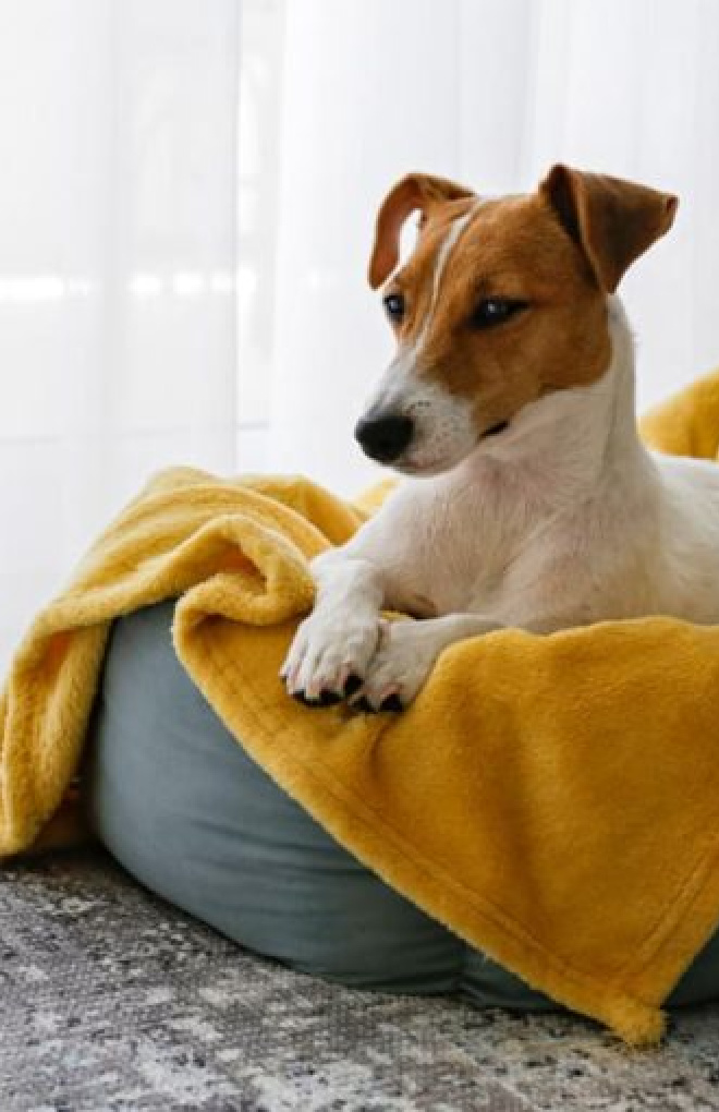 Why Does My Cat Sleep on Me? Great Pet Care