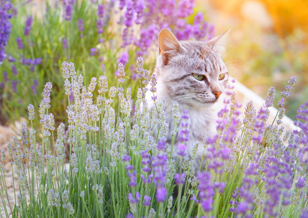 Cat laying in a field of lavender