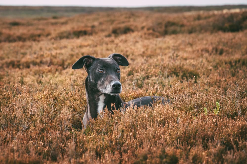 Adult Lurcher dog breed looking past the camera